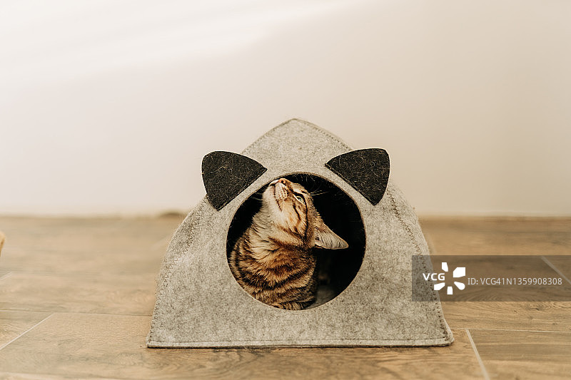 年轻可爱的猫咪躲在宠物屋里玩耍图片素材