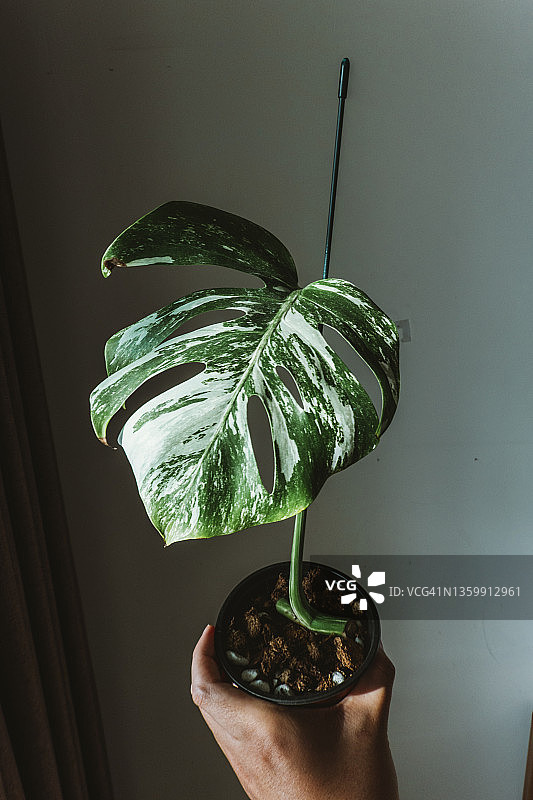 杂色龟背竹图片素材