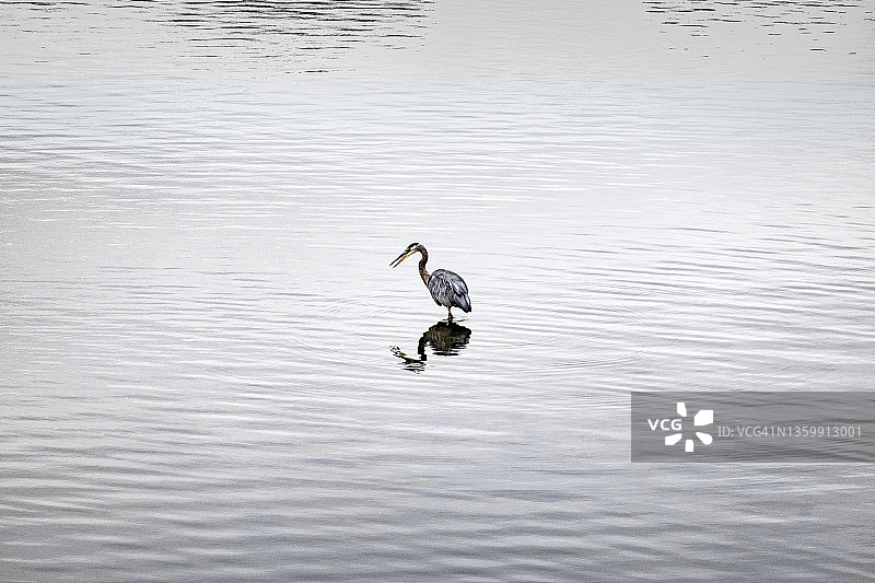 湖中捕猎的苍鹭图片素材