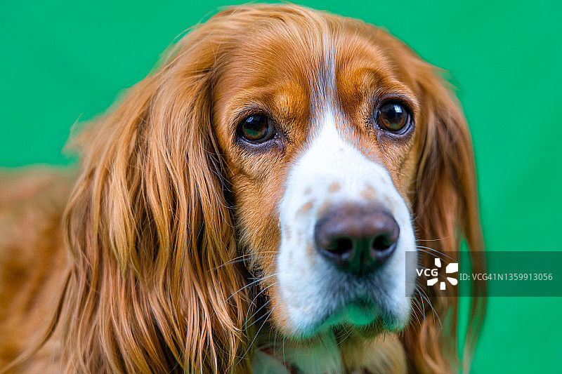可爱的狗的绿幕肖像图片素材