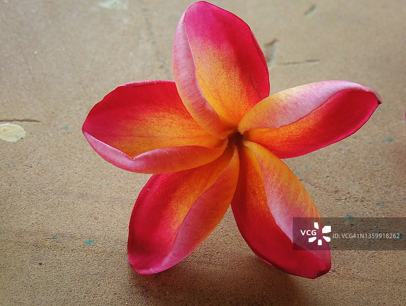 鸡蛋花（缅栀子）的黄红色花朵图片素材