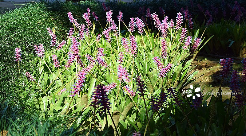 炮仗花：凤梨科植物图片素材