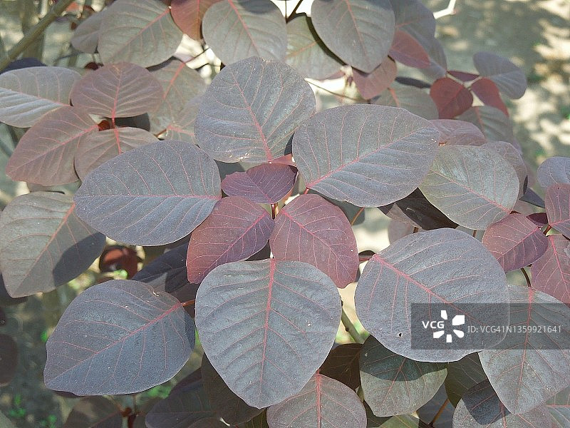 皇家紫叶植物美丽而有光泽的深色叶子图片素材