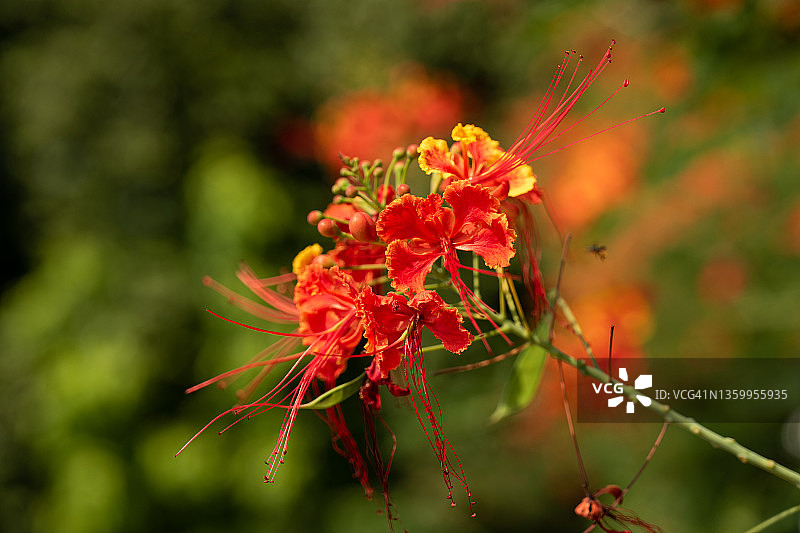 孔雀花图片素材