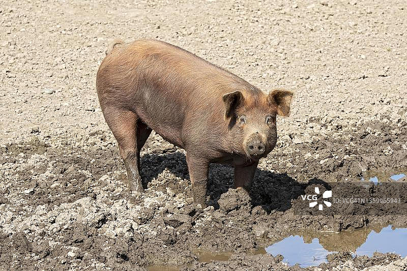 在泥潭中的杜洛克猪，奥地利蒂罗尔州图片素材