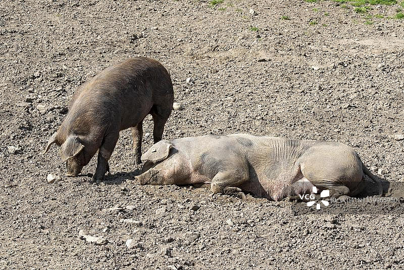 杜洛克猪躺在泥土里图片素材