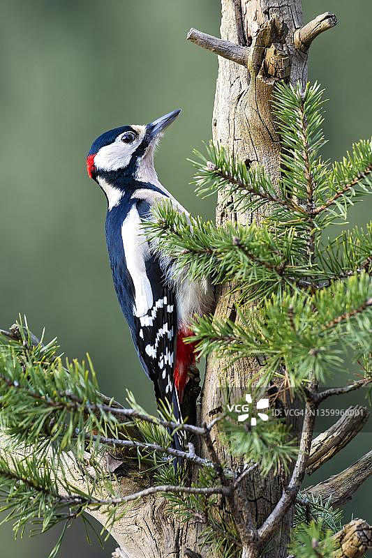 栖息在枯树干上的雄性大斑啄木鸟图片素材