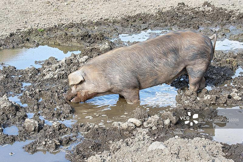 在泥潭中的杜洛克猪，奥地利蒂罗尔州图片素材