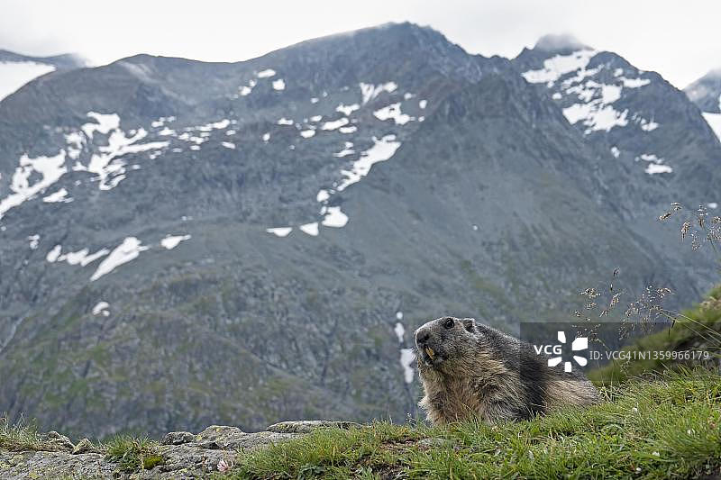 奥地利克恩顿州大陶恩国家公园山景前的高山旱獭图片素材