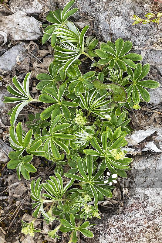 奥地利蒂罗尔的高山斗篷草图片素材