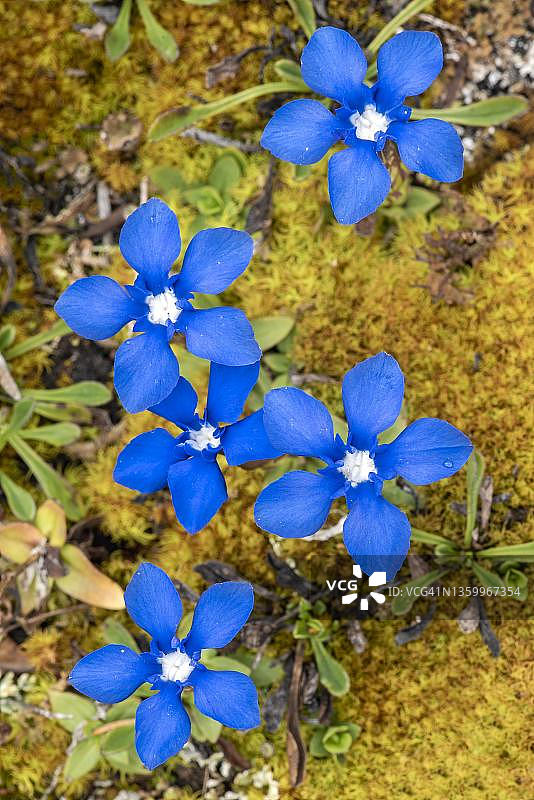 春季龙胆花，蒂罗尔，奥地利图片素材