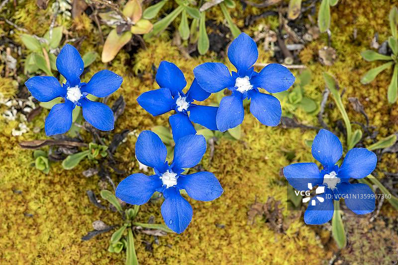 春季龙胆花，蒂罗尔，奥地利图片素材