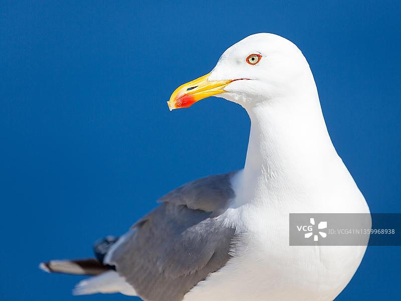 西班牙马略卡岛福门托角上的黄腿鸥图片素材