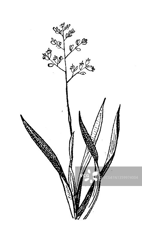 古董插画：亚麻图片素材