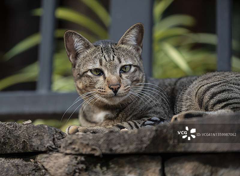 可爱的猫咪躺着图片素材