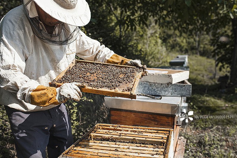 年轻的养蜂人正在照料蜂箱图片素材