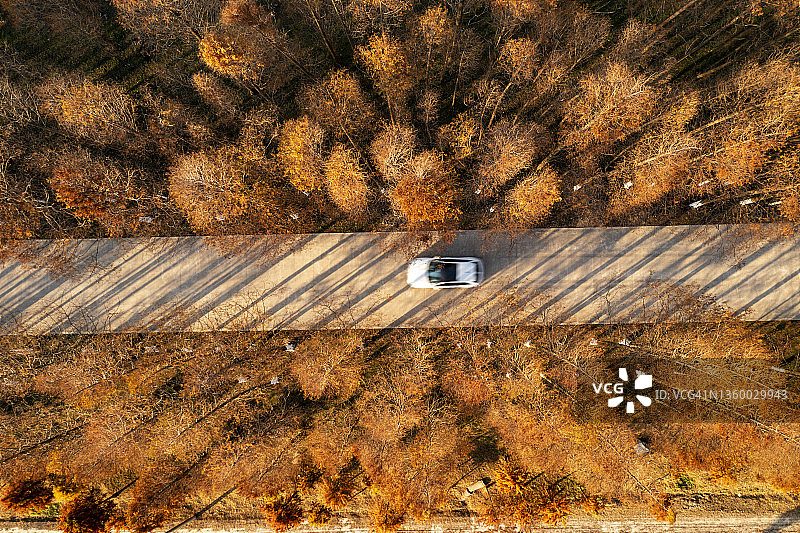 秋季树冠、道路和汽车的无人机拍摄图片素材