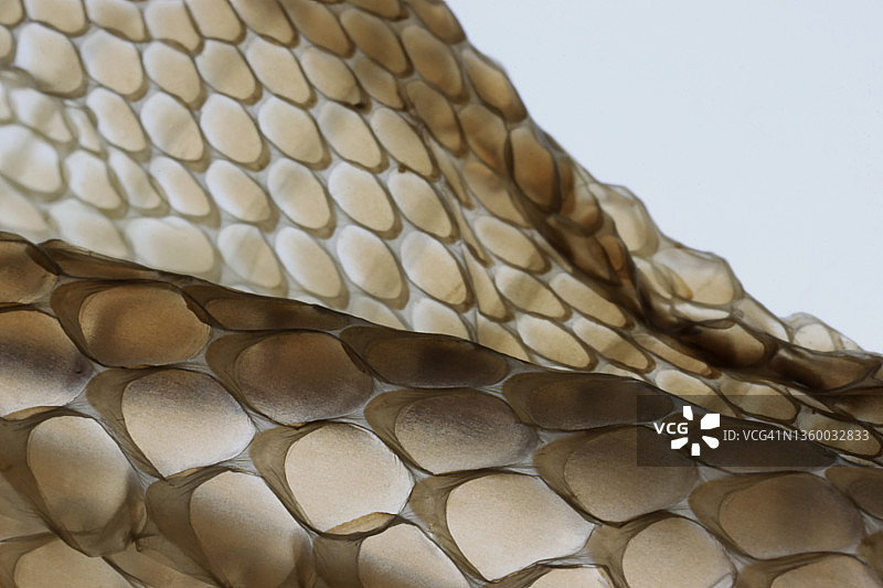 白色背景上自然脱落的蛇皮，背光图片素材