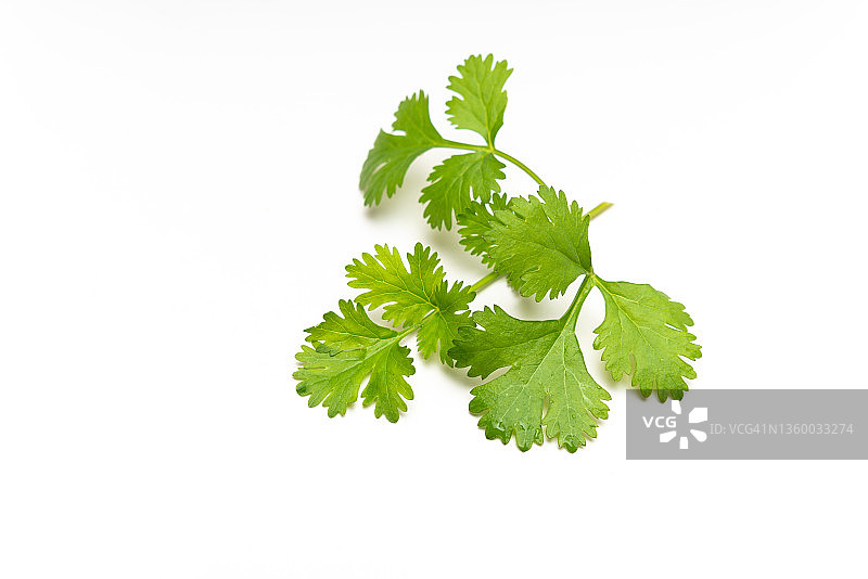 新鲜的香菜叶，白色背景图片素材