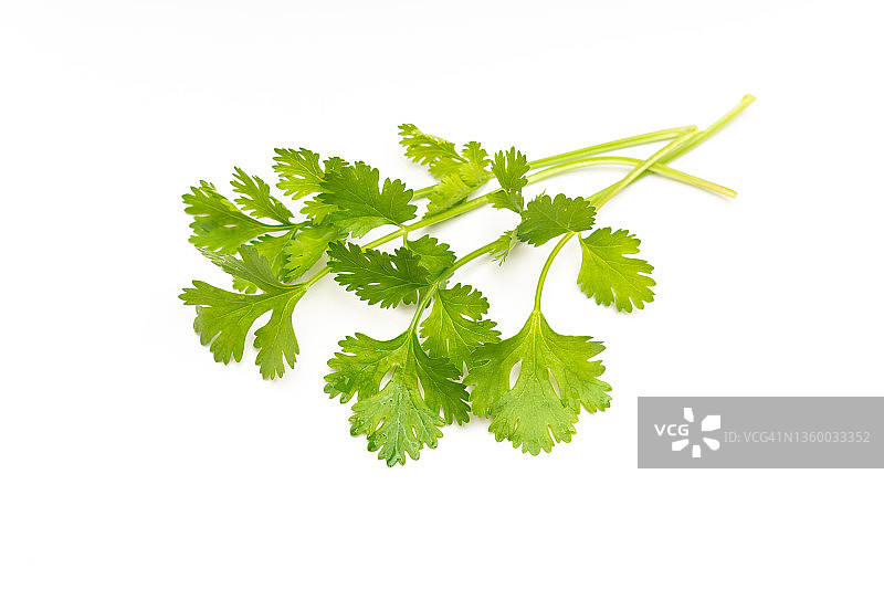 新鲜的香菜叶，白色背景图片素材