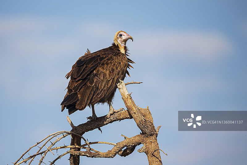 戴帽秃鹫肖像图片素材