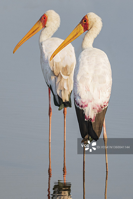 一对黄嘴鹳图片素材