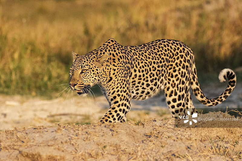 午后阳光下的雌性豹图片素材
