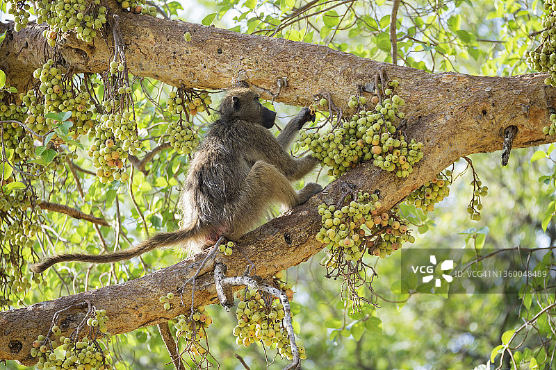 正在吃野生无花果的豚尾狒狒图片素材