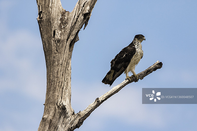 非洲隼雕图片素材
