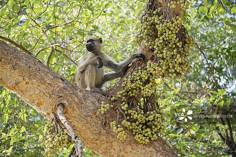 正在吃野生无花果的豚尾狒狒图片素材