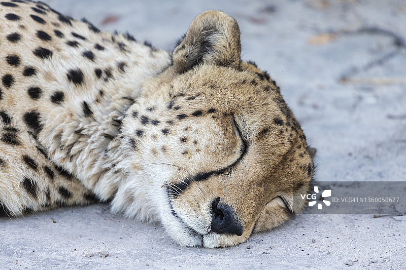 熟睡的猎豹肖像图片素材
