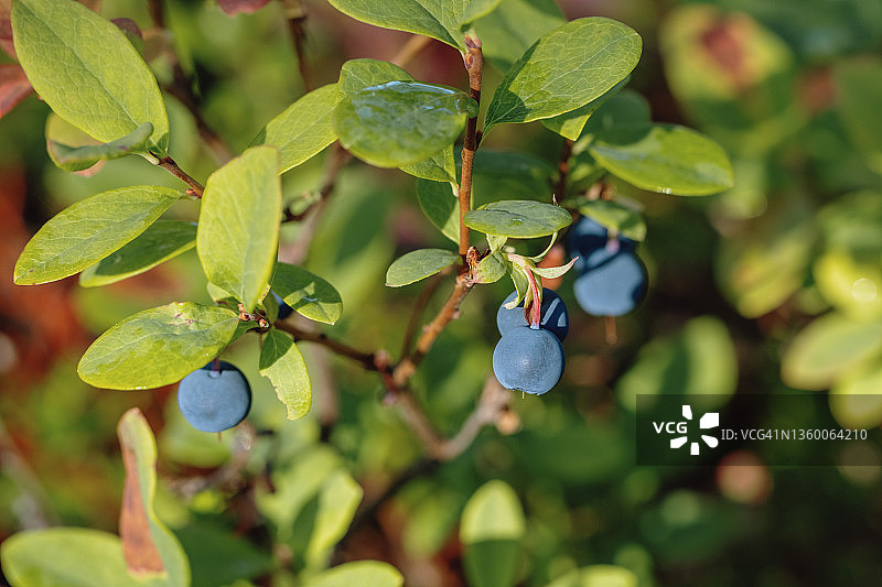森林灌木丛中生长的欧洲越桔图片素材