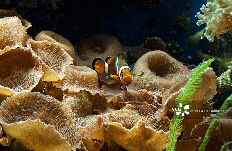 小丑鱼嬉戏图片素材