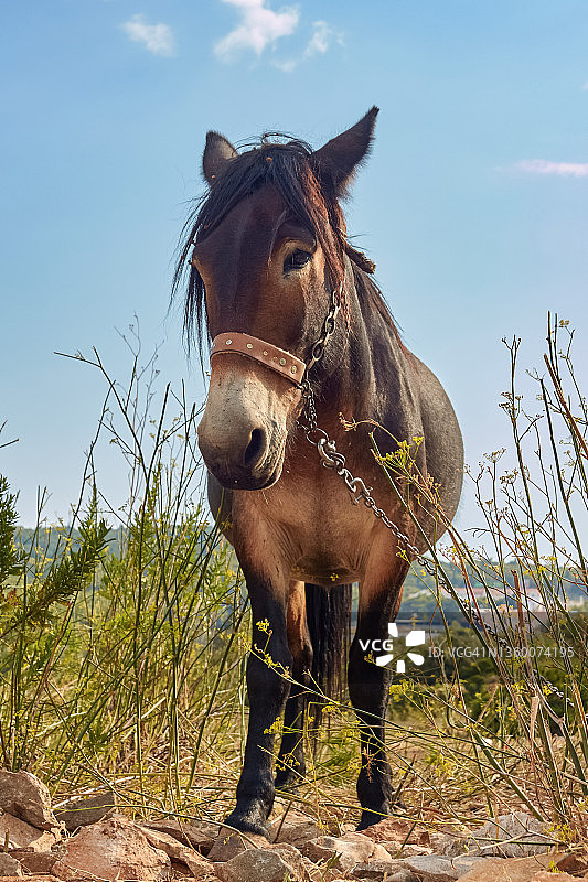 在牧场上吃草的驴图片素材