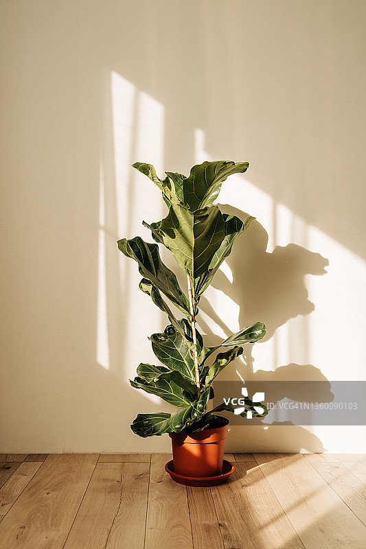 斯堪的纳维亚风格内饰中的琴叶榕，特写叶子纹理图片素材