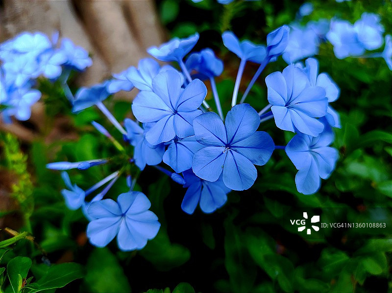 蓝雪花：常绿灌木，通常作为攀援植物生长图片素材