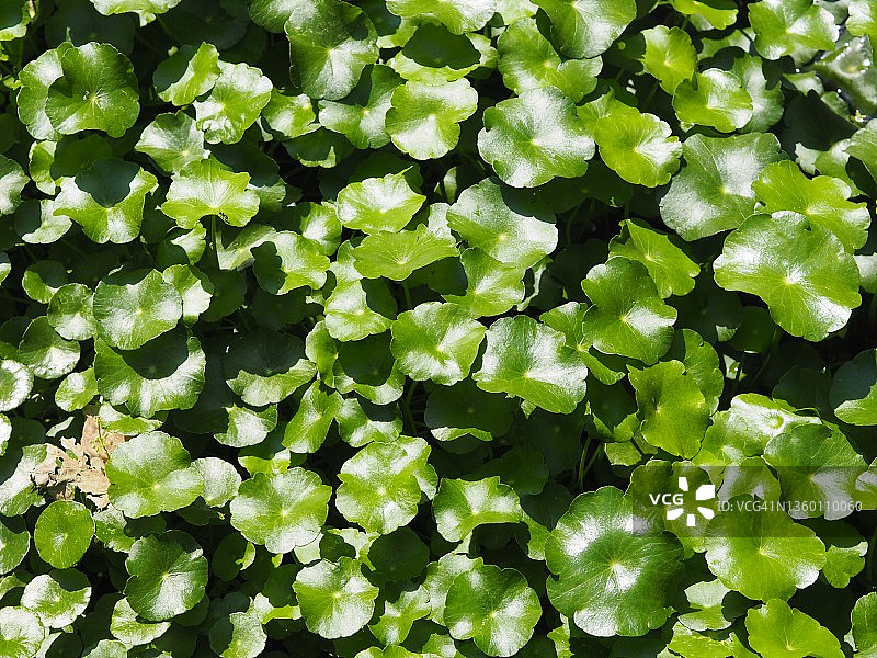 伞形科天胡荽绿叶自然背景图片素材