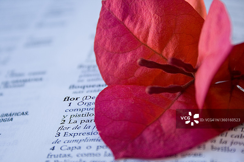 字典上的花朵，单词为FLOWER图片素材