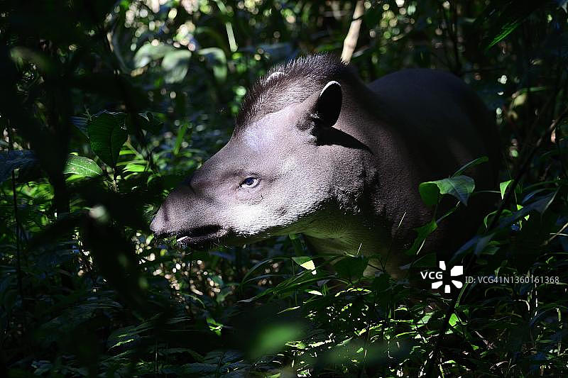 南美貘，玻利维亚贝尼省图片素材