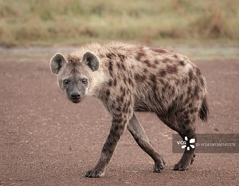 斑点鬣狗图片素材