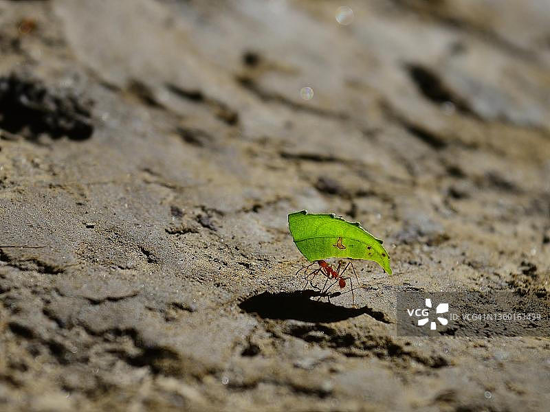 切叶蚁（Atta cephalotes）搬运树叶，玻利维亚贝尼区Serere生态保护区附近图片素材