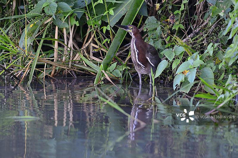 红虎鹭（学名：Tigrisoma lineatum）在玻利维亚贝尼区鲁雷纳瓦克附近，塞雷雷生态保护区圣费尔南多湖岸边图片素材