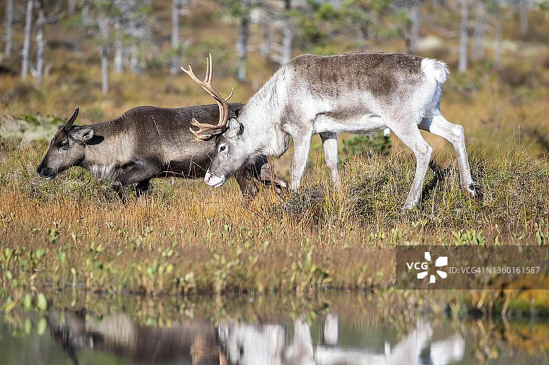 挪威奥福滕蒂斯峡湾的驯鹿图片素材