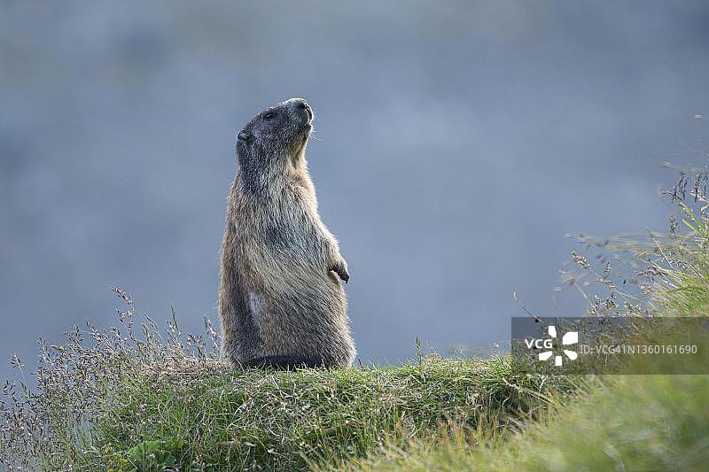 直立警觉的土拨鼠，位于奥地利克恩顿州高陶恩国家公园图片素材