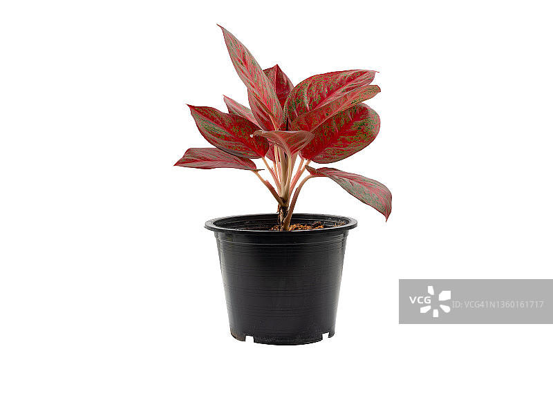 红宝石万年红，作为室内植物的装饰叶子非常漂亮，白色背景上分离图片素材