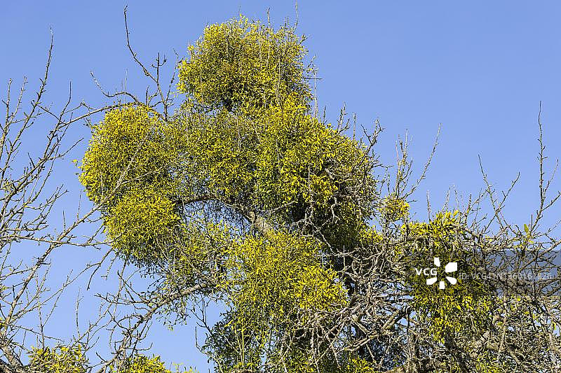 果树上的槲寄生，德国图片素材