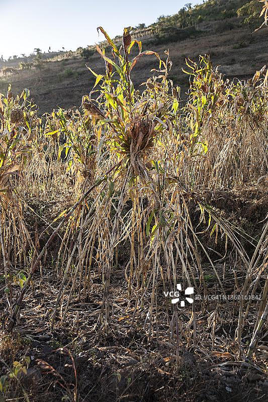 埃塞俄比亚哈拉尔高粱地（高粱）图片素材