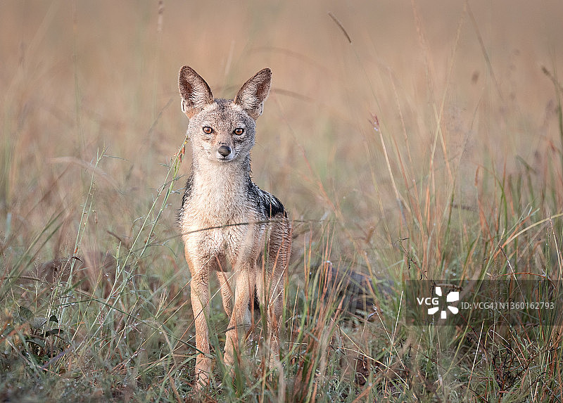 黑背豺图片素材