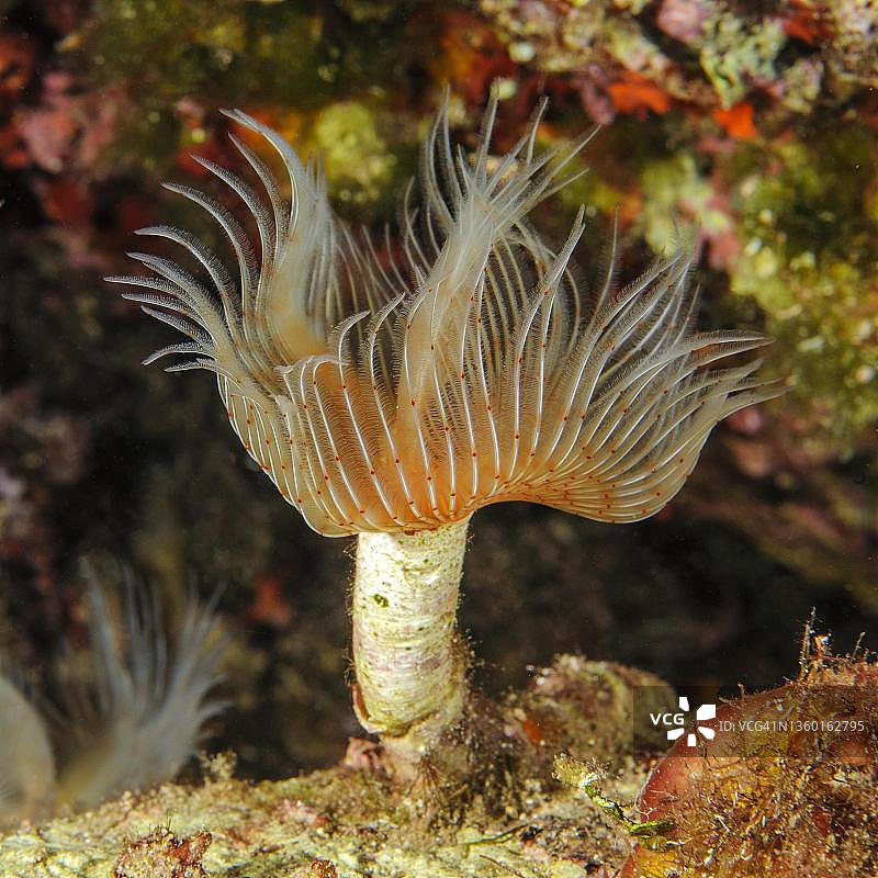 白色石灰管虫，伸出触手冠，光滑石灰管虫（Protula tubularia），地中海，吉利奥岛，托斯卡纳，意大利图片素材