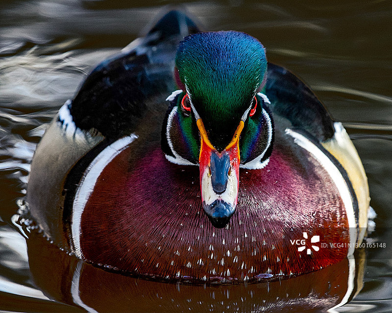 特写：一只雄性林鸭在加拿大维多利亚湖中游泳图片素材
